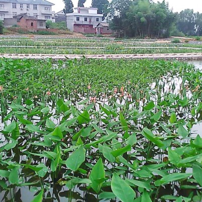宝鸡江西省安福县塘边村水塘生态修复工程